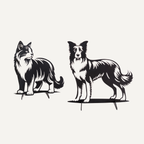 Dolly de Border Collie