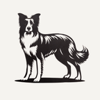 Dolly de Border Collie
