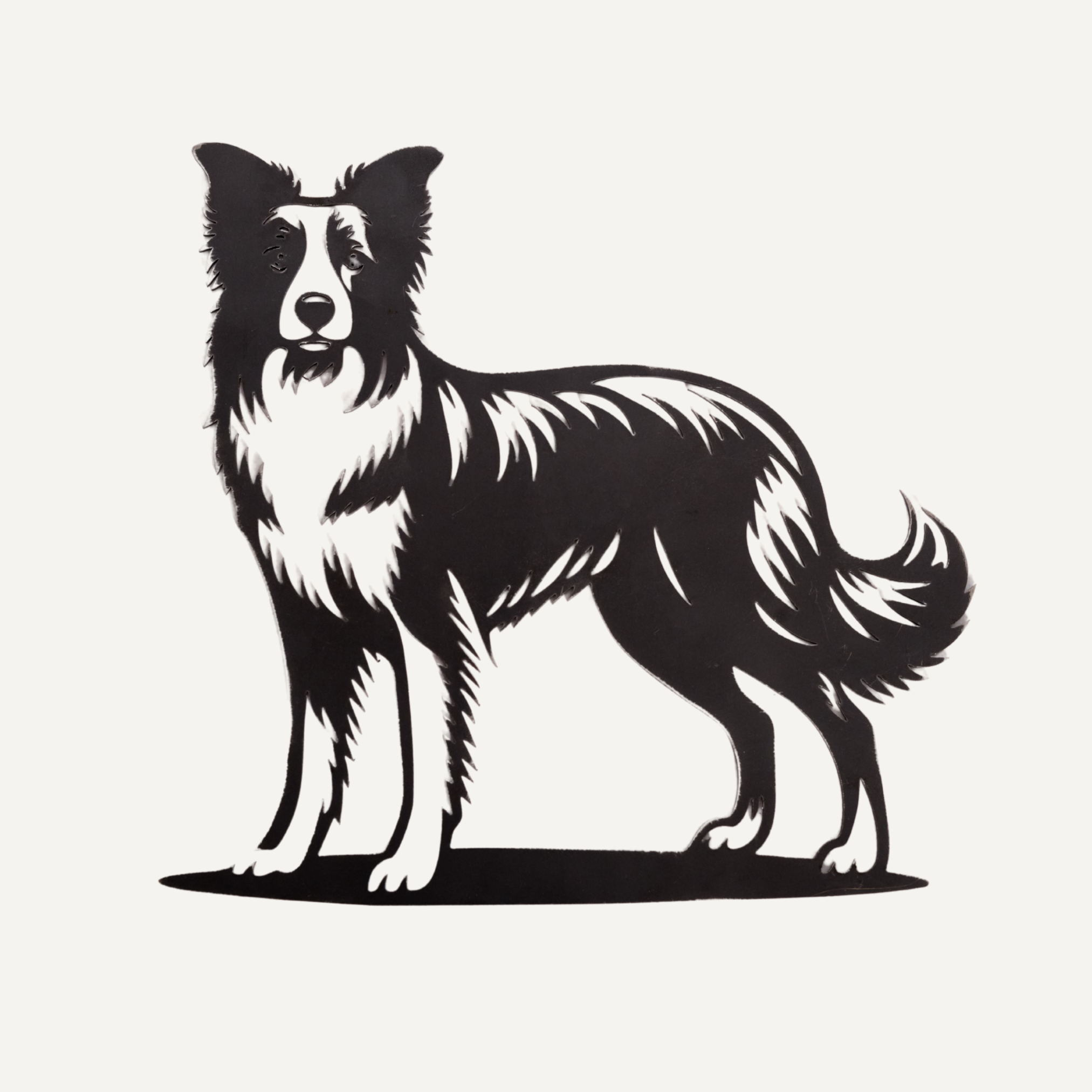 Dolly de Border Collie