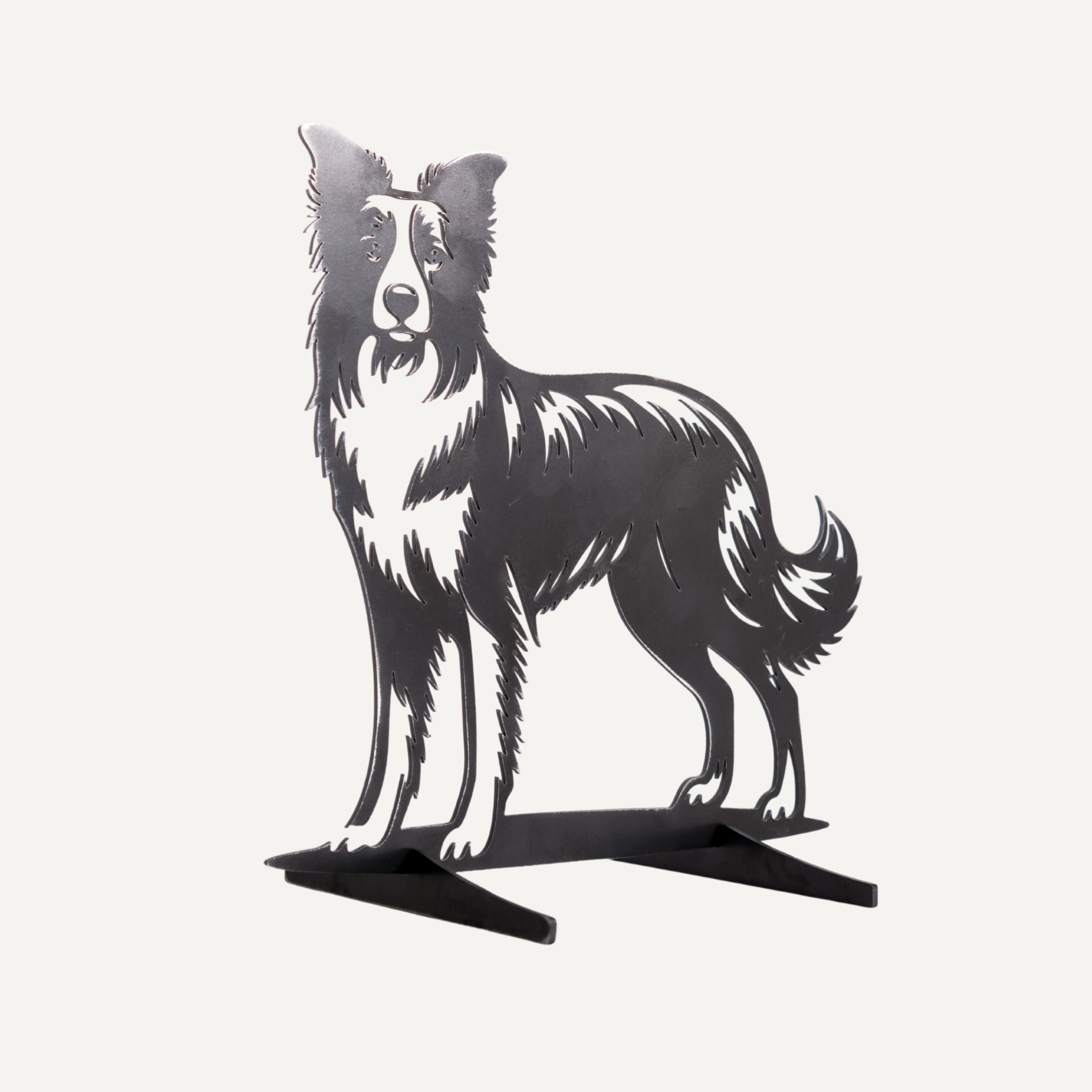 Dolly de Border Collie